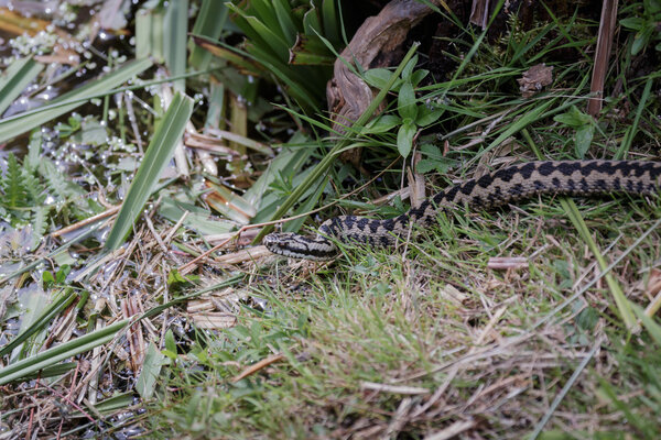 Common European Adder (Vipera berus)
)