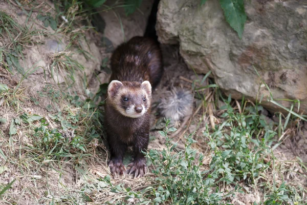 Tchoř tmavý (mustela putorius) — Stock fotografie