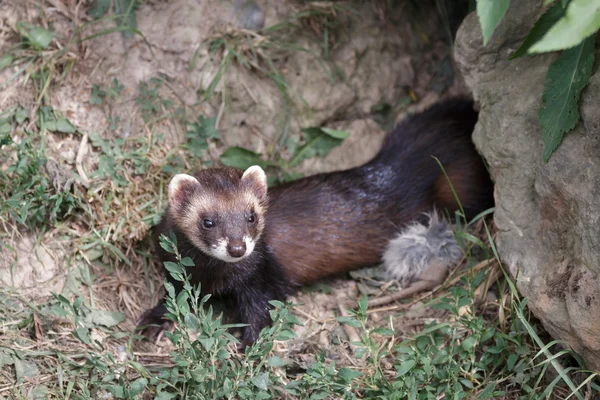 Tchoř tmavý (mustela putorius) — Stock fotografie