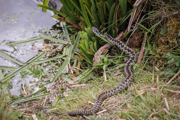 Common European Adder (Vipera berus)
)
