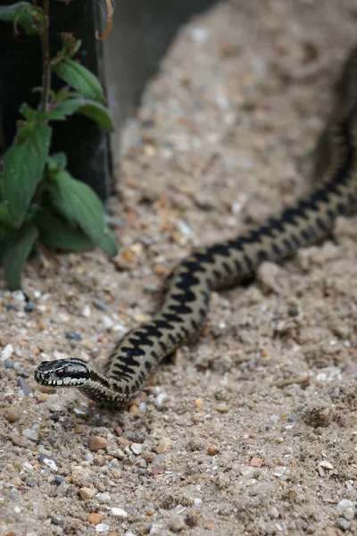 Kreuzotter (vipera berus)) — Stockfoto