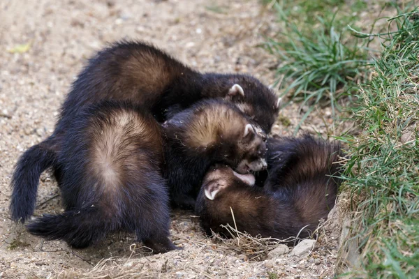 Polecats europeus juvenis (mustela putorius) brincando — Fotografia de Stock