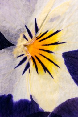 Preslenmiş çiçek soyut