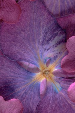 Preslenmiş çiçek soyut