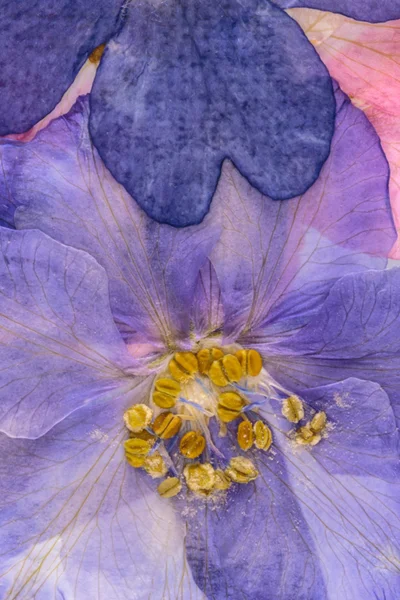 Пресовані квіти реферат — стокове фото