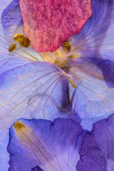눌러진된 꽃 개요 — 스톡 사진