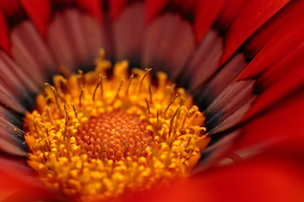 Red Gazania — Stock Photo, Image