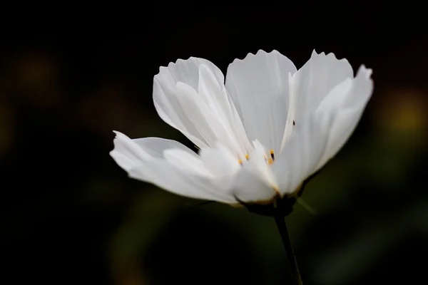 Flor cosmos — Fotografia de Stock