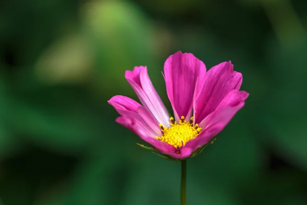 Cosmos Flower — Stock Photo, Image