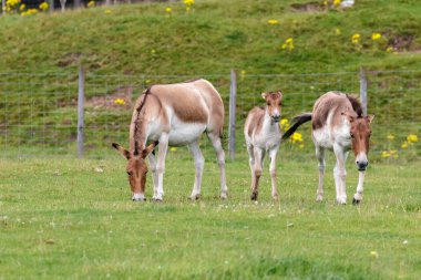 Przewalski at (equus ferus przewalskii)