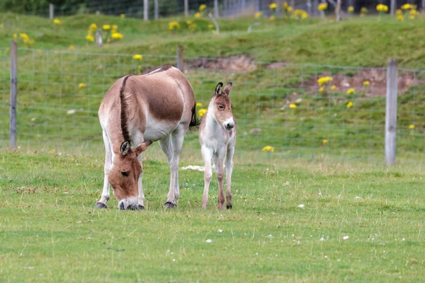 Caballo Przewalski (Equus ferus przewalskii ) — Foto de Stock