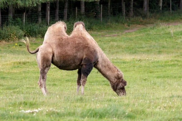 Baktriska kamelen (Camelus bactrianus) — Stockfoto