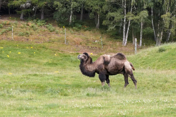 Chameau bactérien (Camelus bactrianus) ) — Photo