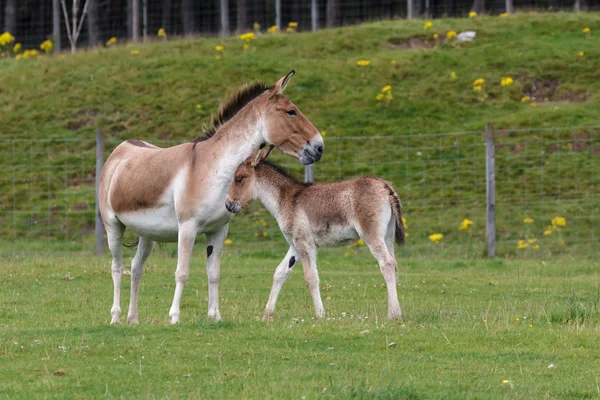 Przewalski häst (equus ferus przewalskii) — Stockfoto