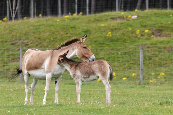 Kůň Převalského (equus ferus przewalskii) — Stock fotografie