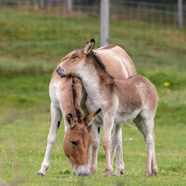 Kůň Převalského (equus ferus przewalskii) — Stock fotografie