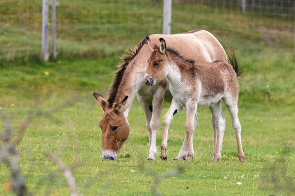 Przewalski Horse (Equus ferus przewalskii) — Stock Photo, Image