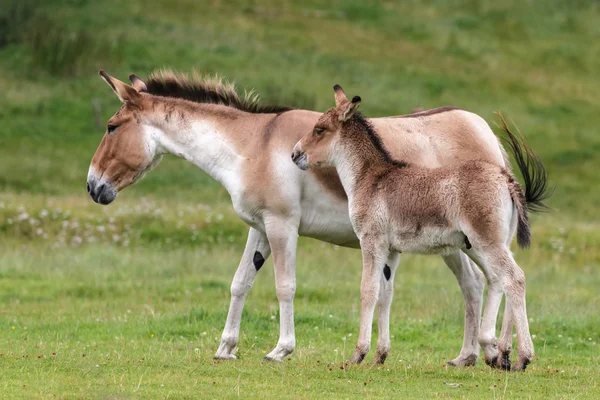 Koń Przewalskiego (equus ferus przewalskii) — Zdjęcie stockowe