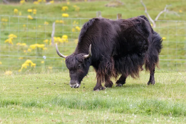 Jak (Bos grunniens) — Zdjęcie stockowe