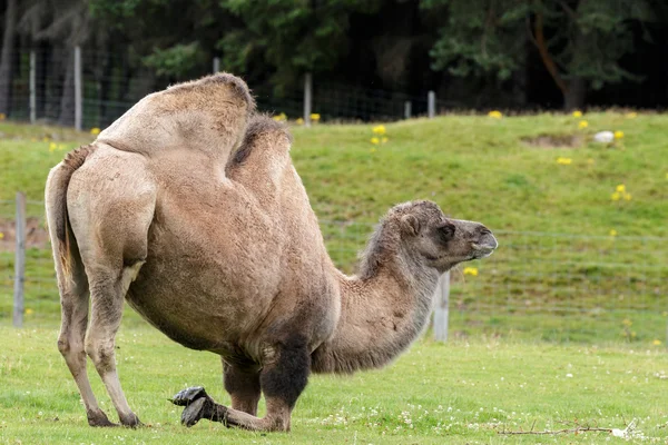 Bactrian Camel (Camelus bactrianus) — Stock Photo, Image