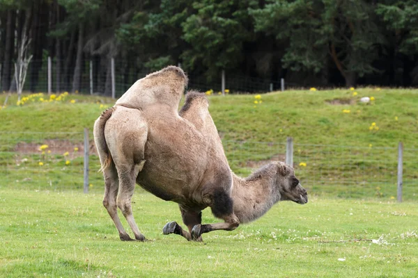 Chameau bactérien (Camelus bactrianus) ) — Photo