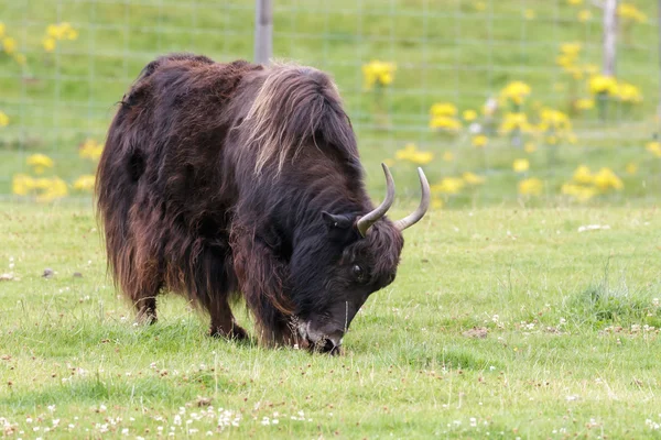 Yak (Bos grunniens) — Stok fotoğraf