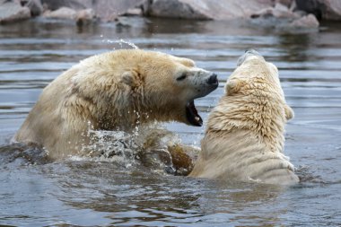 kutup ayısı (ursus maritimus)