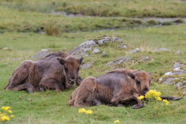 Avrupa bizonu (Bison bonasus)