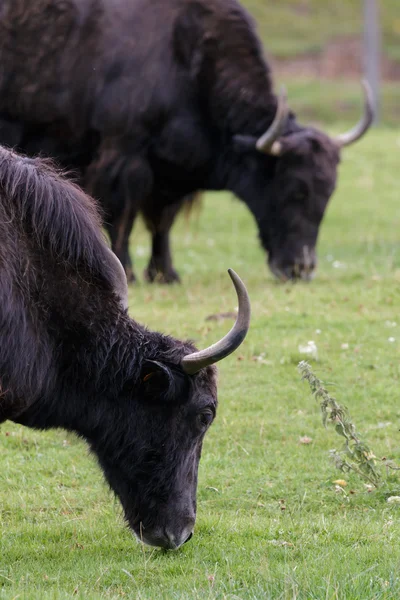 Jak (Bos grunniens) — Stockfoto