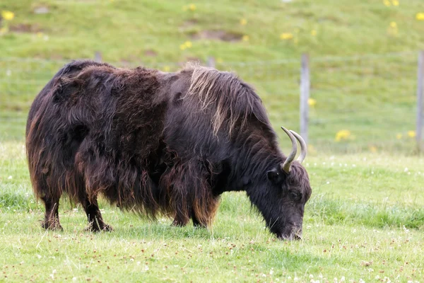 Jak (Bos grunniens) — Stockfoto