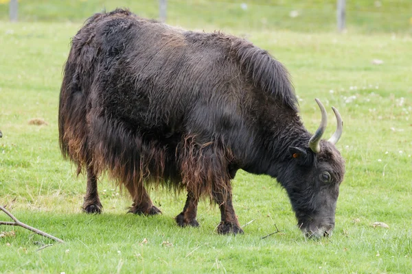 Yak (Bos grunniens) outdoors — Stock Photo, Image