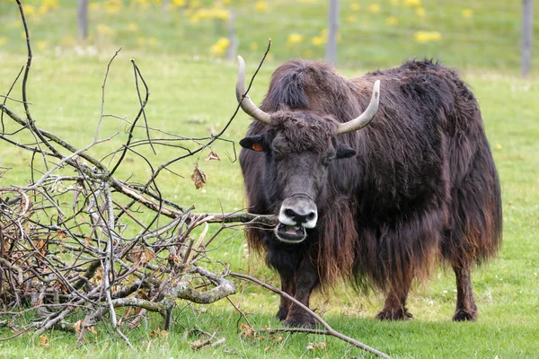 Jak (Bos grunniens) — Zdjęcie stockowe