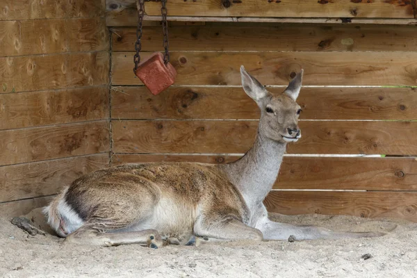 Олень Торольда (Cervus albirostris) или Белый олень — стоковое фото