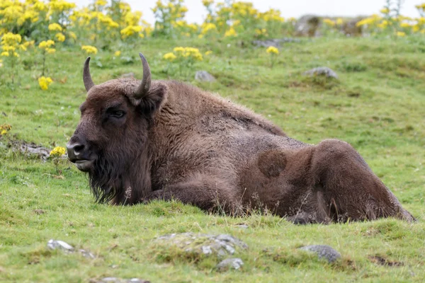 Europese bizon (Bison bonasus)) — Stockfoto