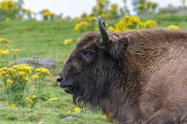 European Bison (Bison bonasus) — Stock Photo, Image