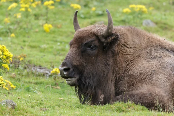 Europese bizon (Bison bonasus)) — Stockfoto