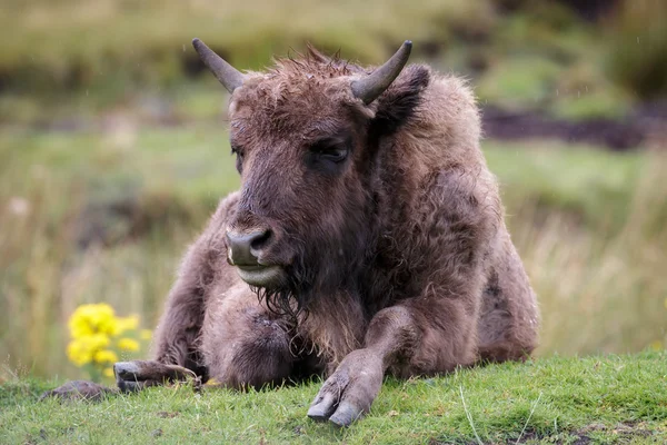 Avrupa bizonu (Bison bonasus) — Stok fotoğraf