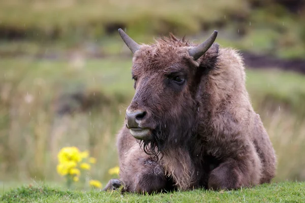 欧洲野牛（Bison bonasus）) — 图库照片