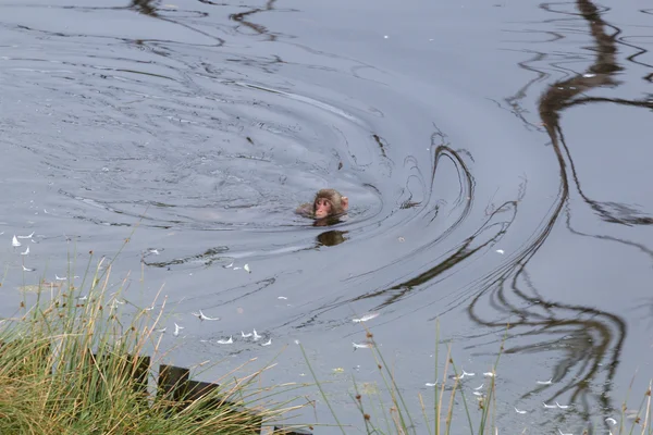 Japanska makaker (Macaca fuscata) eller snö Monkey — Stockfoto