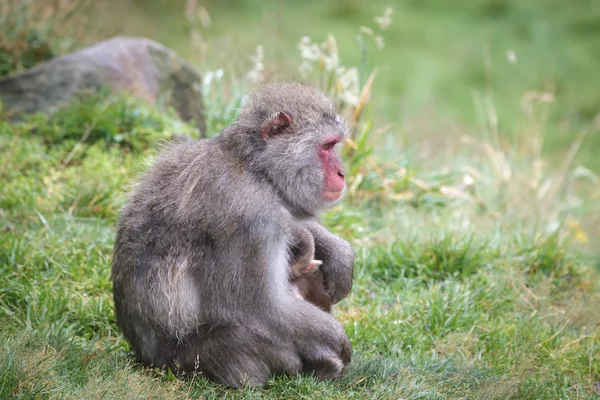 Japanese Macaque (Macaca fuscata) or Snow Monkey — Stock Photo, Image