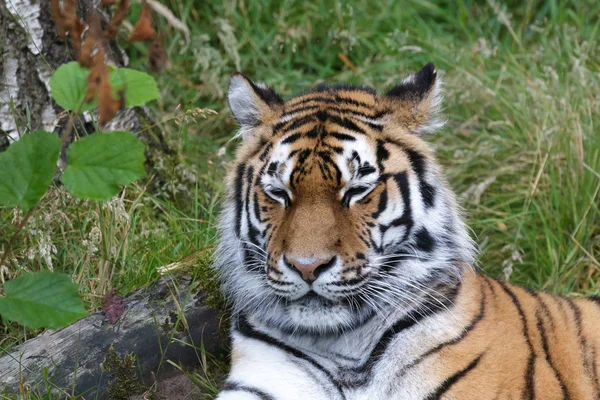 Tigre siberiano (Panthera tigris altaica) ou Tigre de Amur — Fotografia de Stock