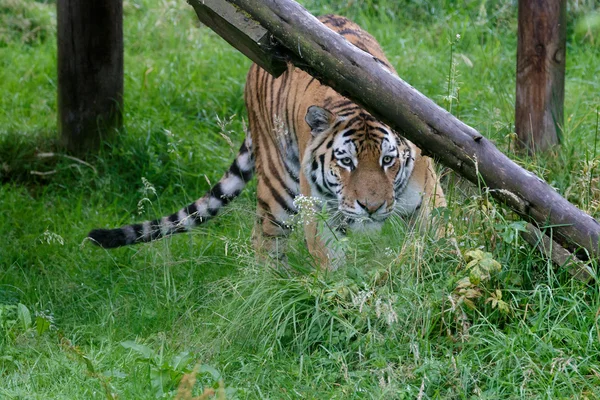 Tigre siberiano (Panthera tigris altaica) o Tigre de Amur — Foto de Stock
