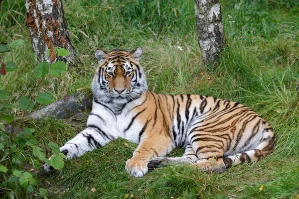 Сибирский тигр (Panthera tigris altaica) или Амурский тигр — стоковое фото