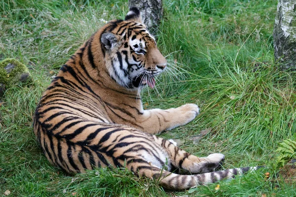 Tygrys syberyjski (Panthera tigris altaica) lub tygrys amurski — Zdjęcie stockowe