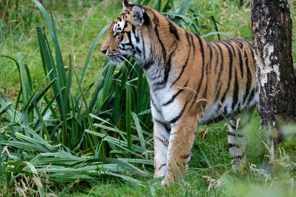 Siberian Tiger (Panthera tigris altaica) or Amur Tiger — Stock Photo, Image