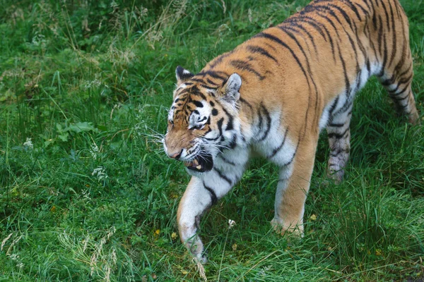 Tygrys syberyjski (Panthera tigris altaica) lub tygrys amurski — Zdjęcie stockowe