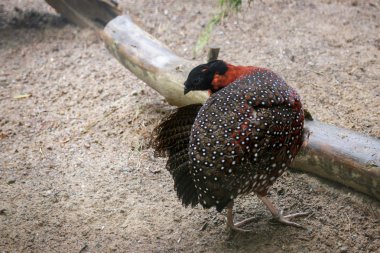 Satir Tragopan (Tragopan satyra)