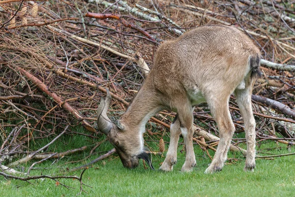 土库曼斯坦 Markhor (普拉法尔科内里 heptneri) — 图库照片