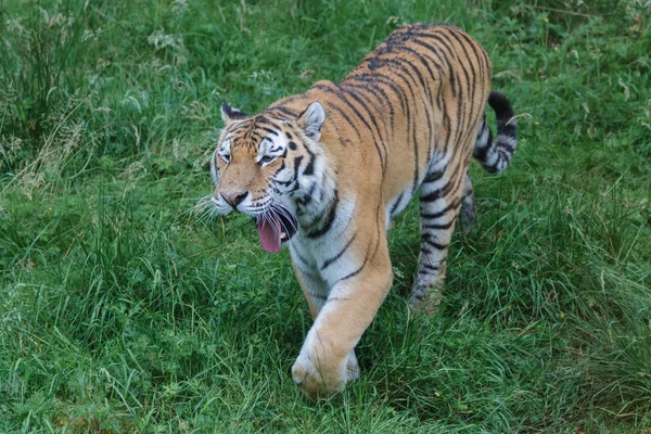 Sibiřský tygr (Panthera tigris altaica) nebo tygr amurský — Stock fotografie