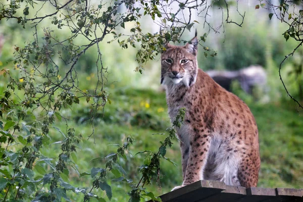 Északi hiúz (felis lynx lynx) — Stock Fotó